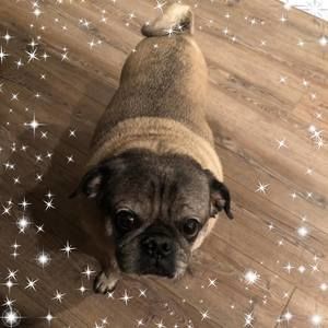 Meet your Posher, Bonnie